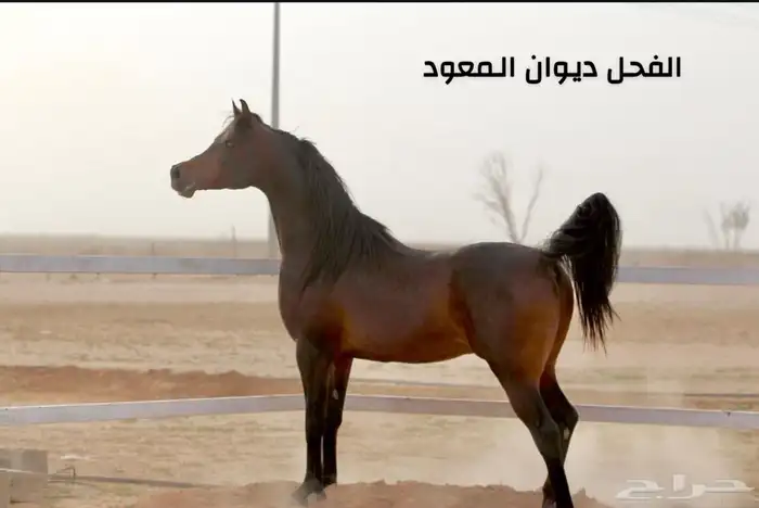 فرس مكس فاخره حفيدة مروان الشقب لقاح خمس اشهر 4