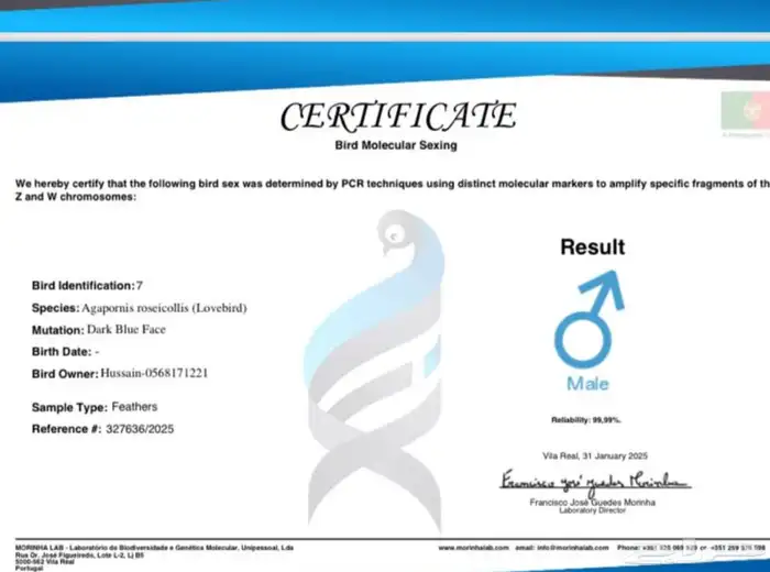 زوج روز محلل DNA 2