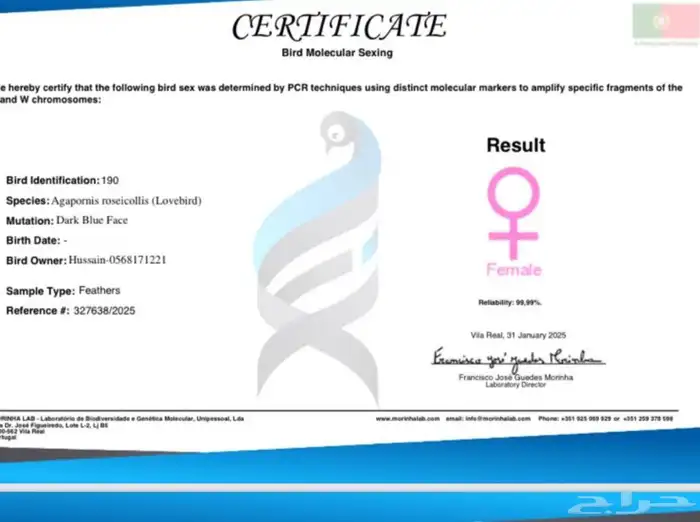 زوج روز محلل DNA 1