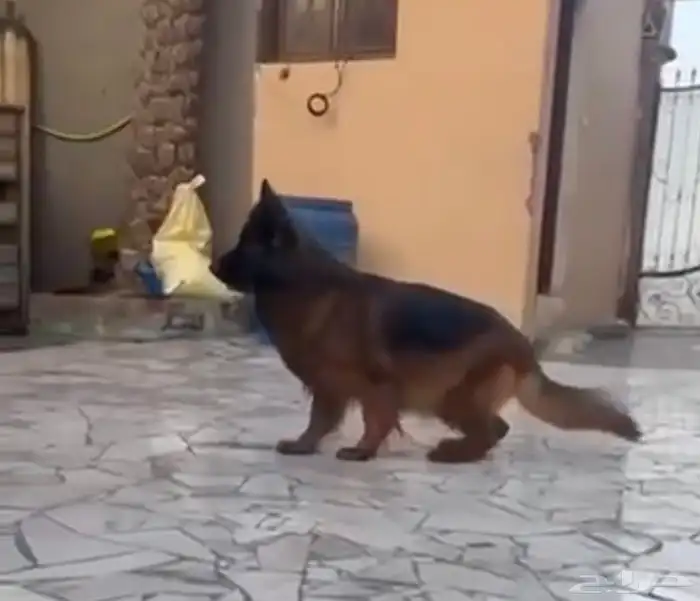 اقوي زوج جيرمن منتج بالمملكة 1