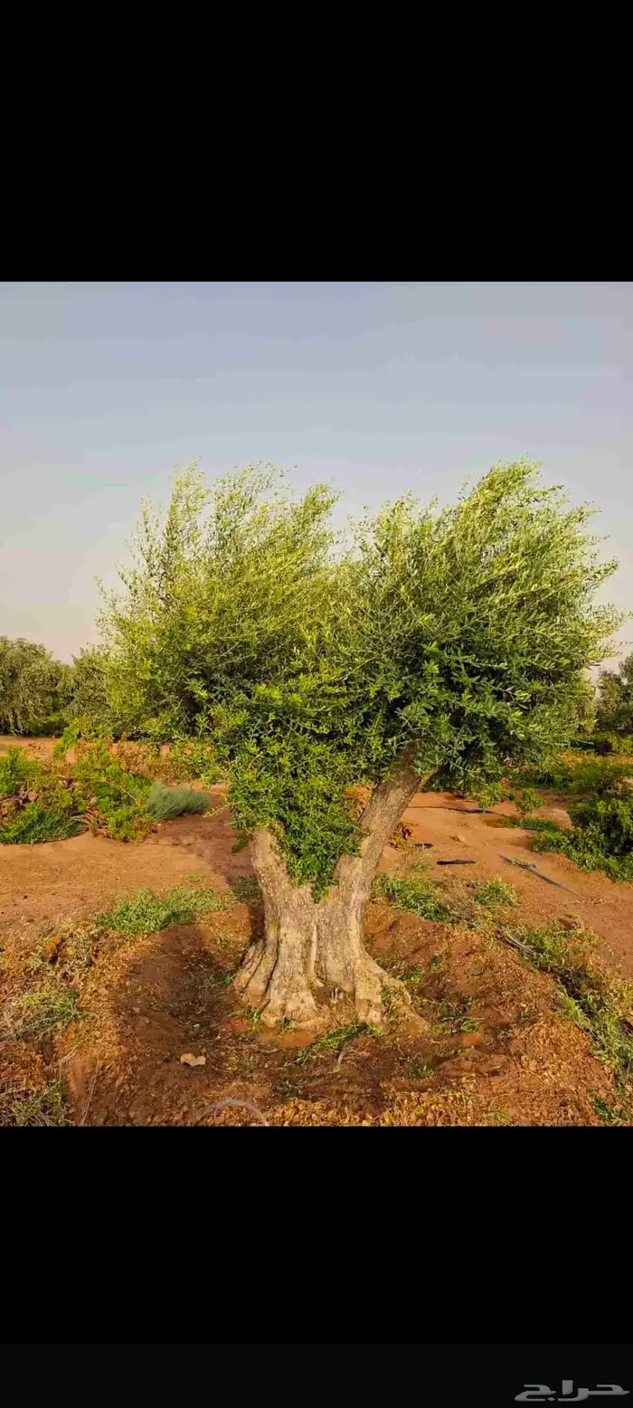 يوجد لدينا الشجارزيتون واسعارمناسبه 0