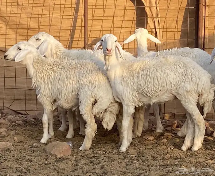 رخال جذعات للي بيسس مراح 10
