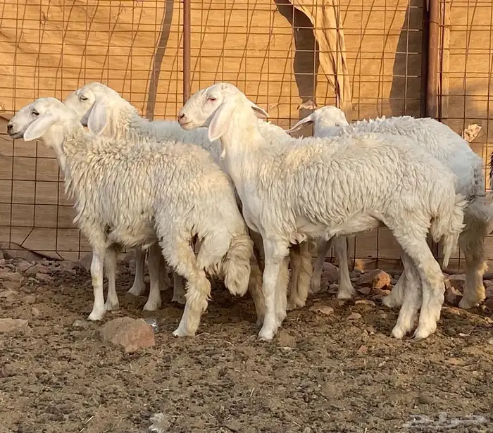 رخال جذعات للي بيسس مراح 8
