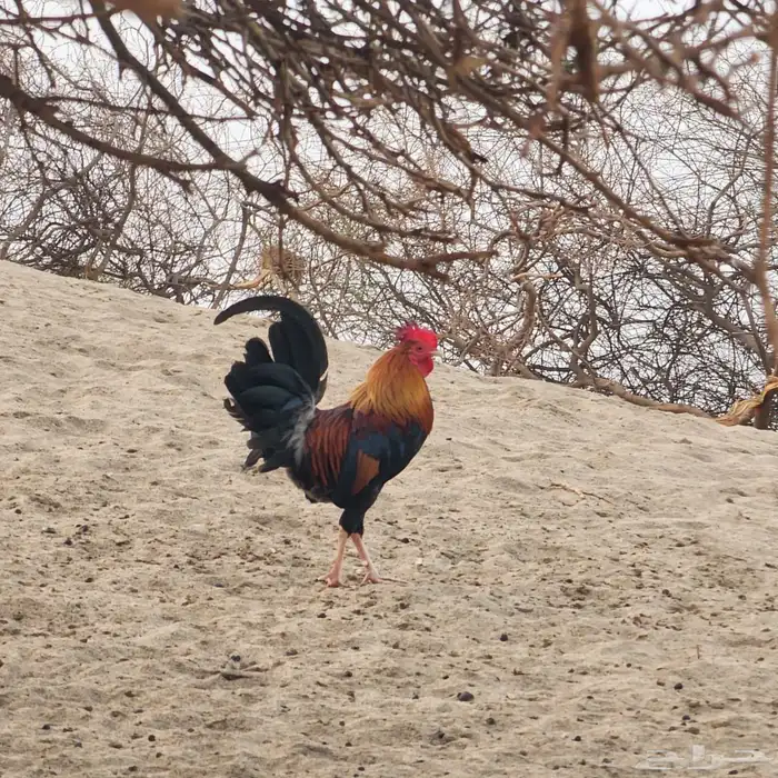 ديك عربي ودجاجتين بلدي 1