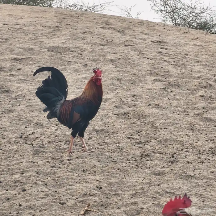 ديك عربي ودجاجتين بلدي 3
