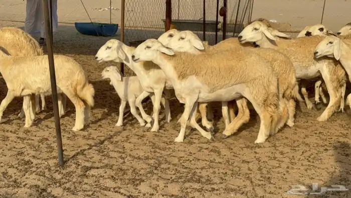 غنم حريات رخال صنف 2