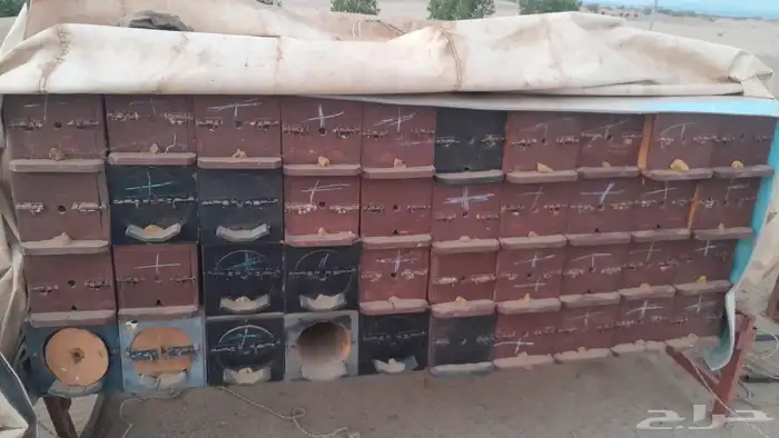 خلايا نحل مربعه 18 ملي جديده 1