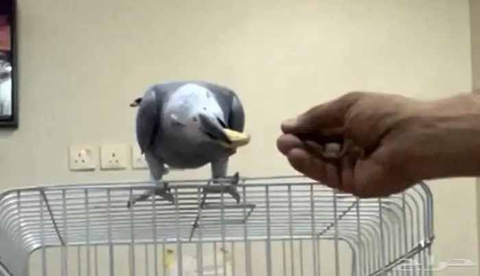 ببغاء كاسكو أليف و متكلم 3