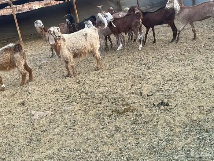 معزاء 3