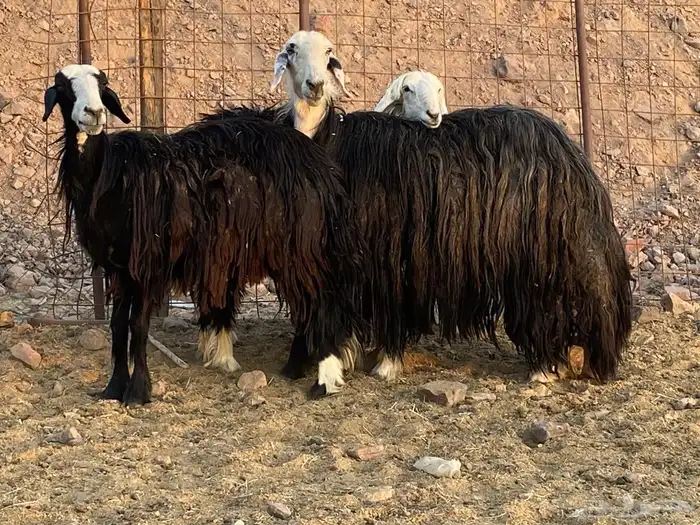 ضان نجد اصغار سن 12