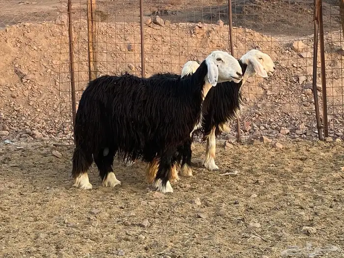 ضان نجد اصغار سن 19