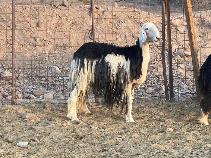 ضان نجد اصغار سن 2