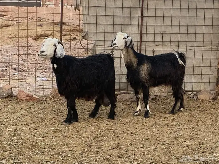 معزا طيبه 0