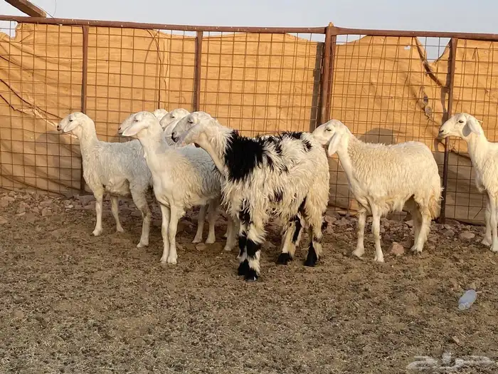 رخال جذعات للي بيسس مراح 4