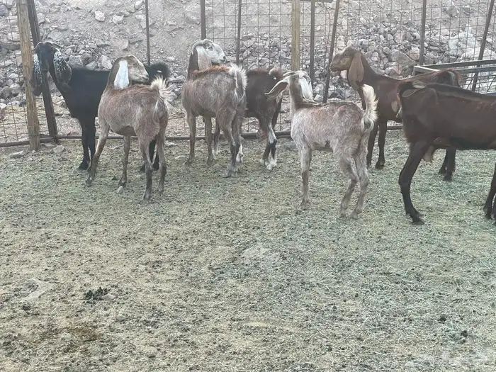 معزاء 1