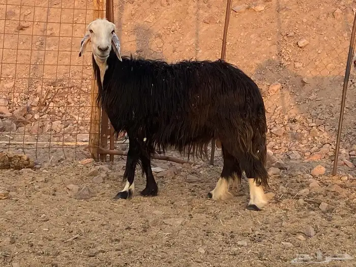 ضان نجد اصغار سن 8