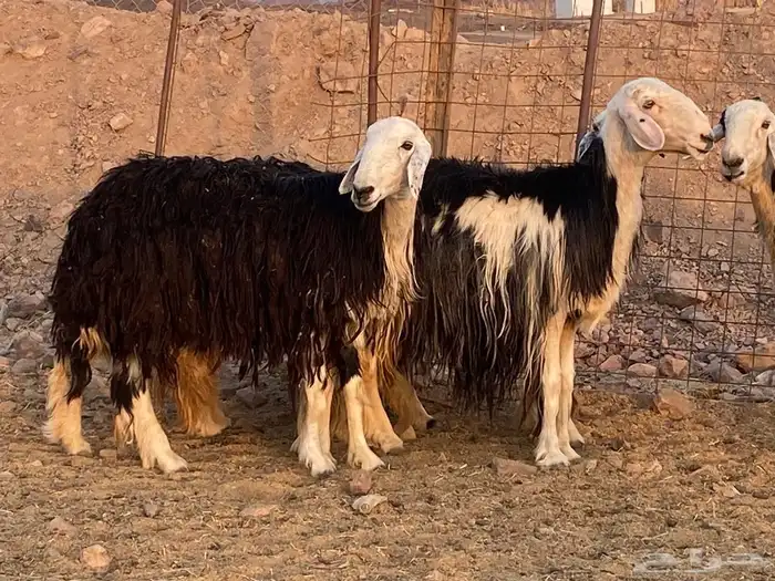 ضان نجد اصغار سن 3