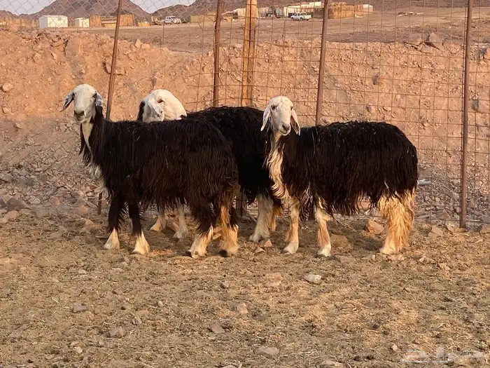 ضان نجد اصغار سن 7