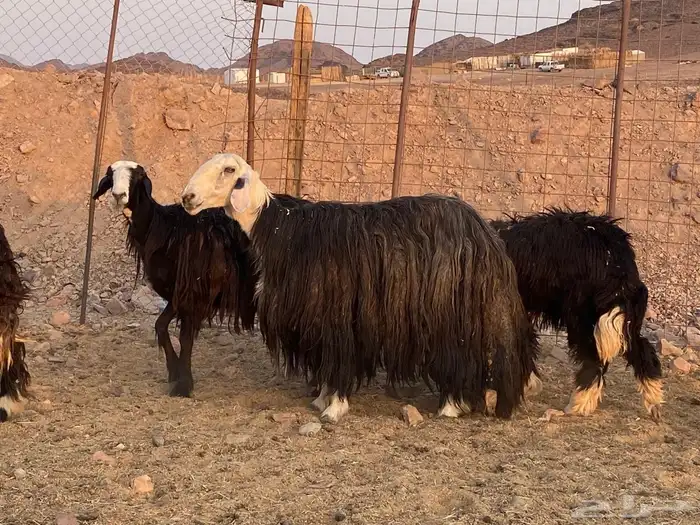 ضان نجد اصغار سن 9