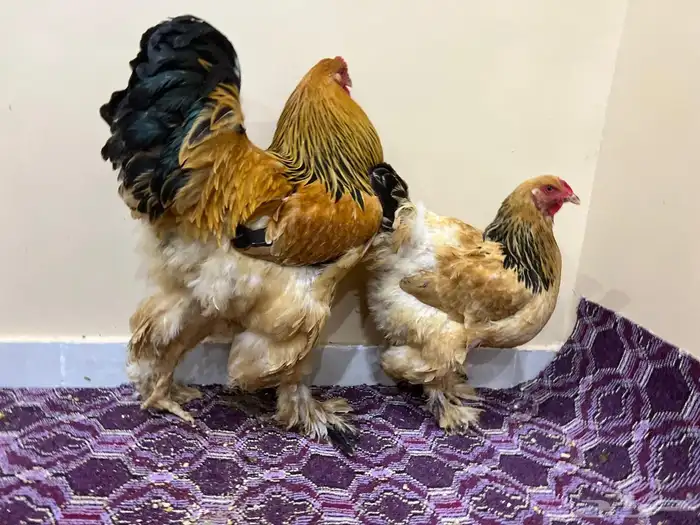 براهما 3