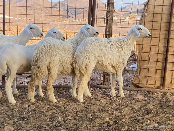 رخال جذعات للي بيسس مراح 2