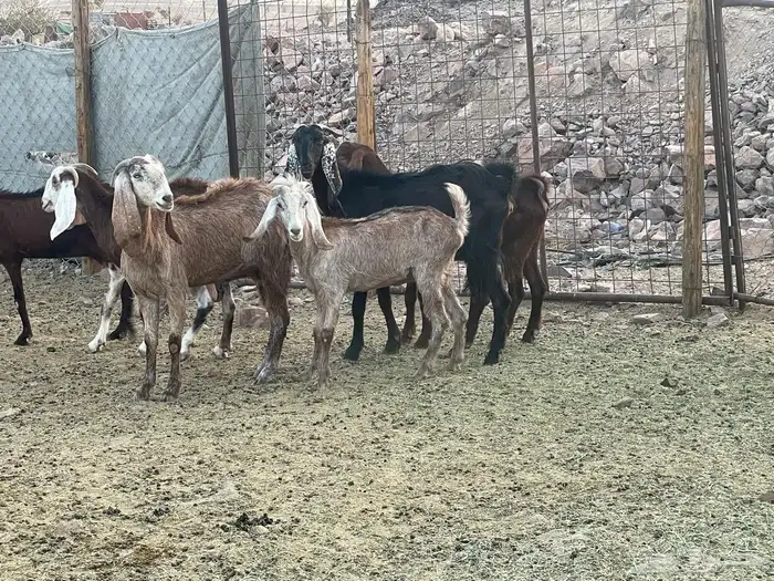 معزاء 8