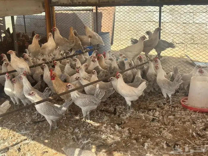 دجاج وديوك فيومي المنيوم سلالة صافيه ( جملة وتفريد) 0