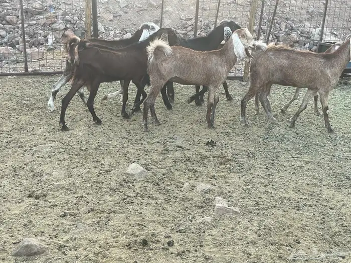معزاء 4