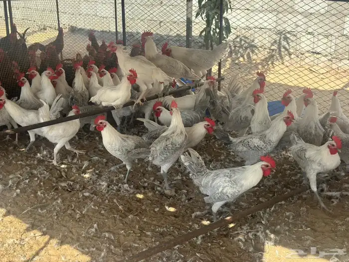 دجاج وديوك فيومي المنيوم سلالة صافيه ( جملة وتفريد) 4