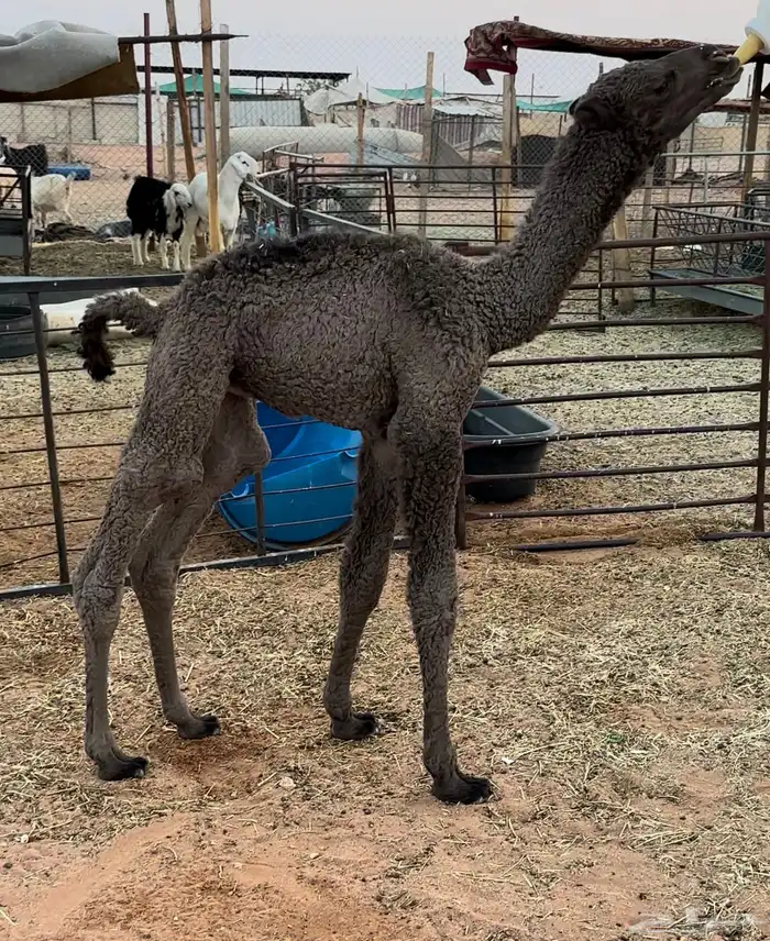 للبيع حوار ضيار 0
