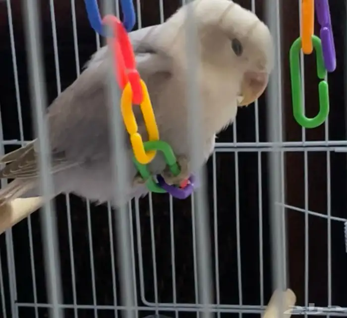 روز مفطوم وهدد داخلي.. 0