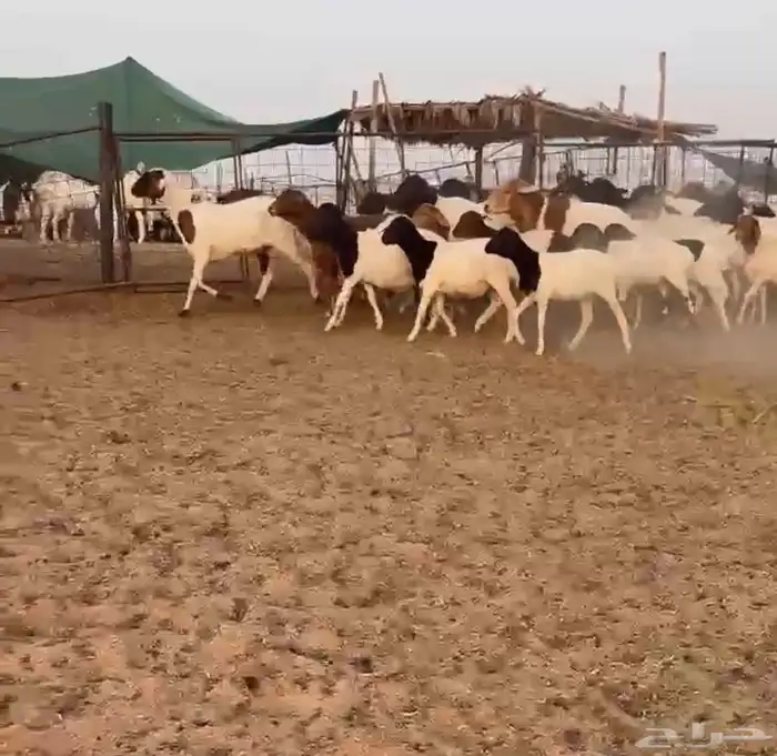 مراح شياه برابر نظيف 0