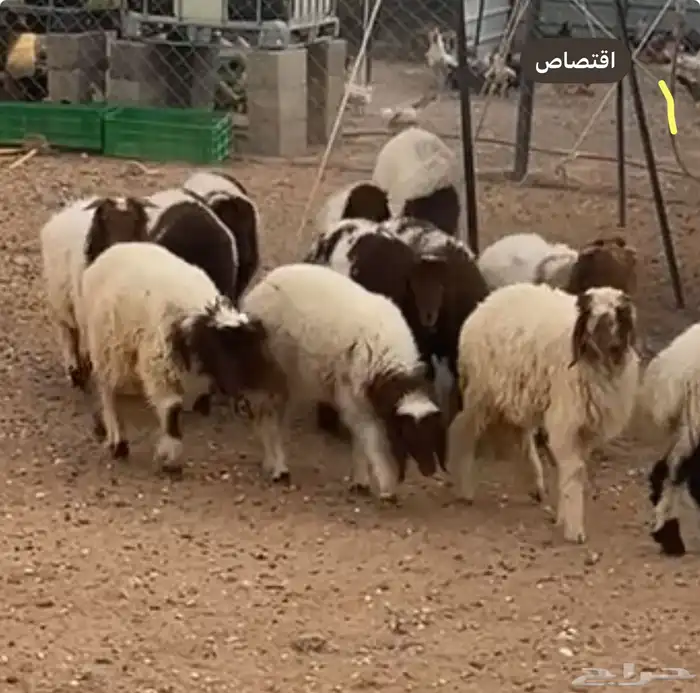 القيصومه انعيم عدد12 تم اضافه فديوا جديد 0