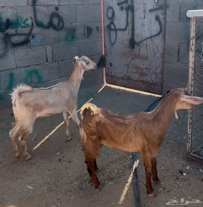 تيس وعناق للبيع 0