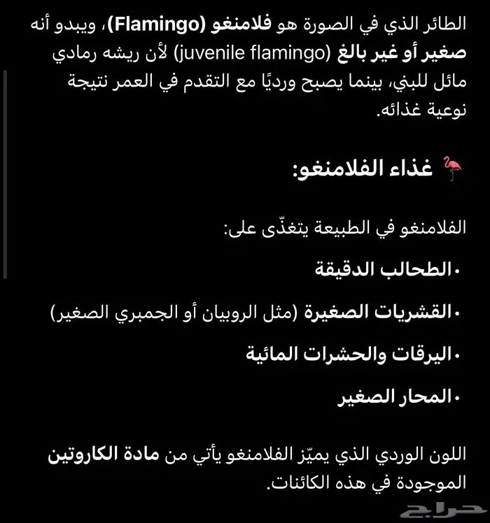 طير فلامنجو للبيع سنه صغير 3