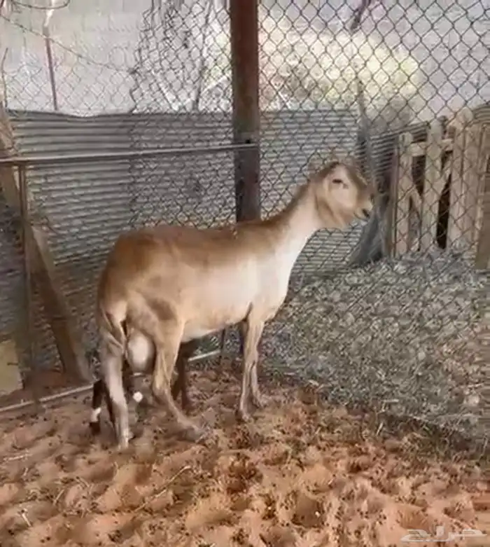 للبيع ساكليه متبع 0
