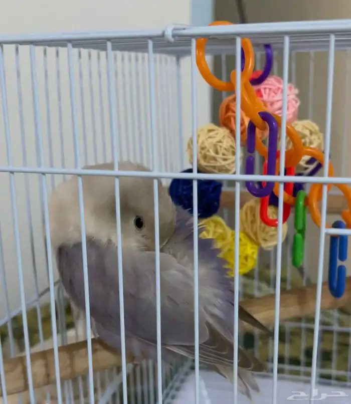 روز مفطوم وهدد داخلي.. 6