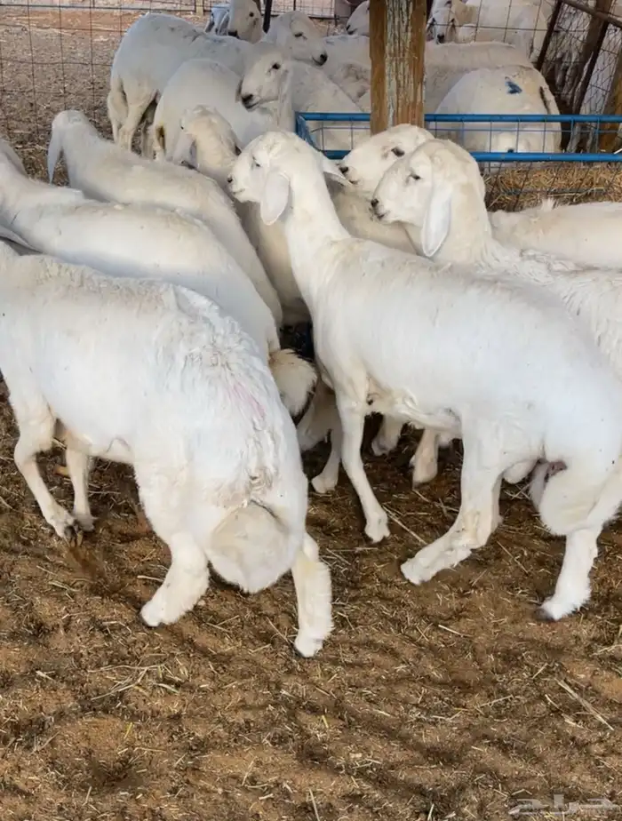 ذبايح ابو عبد العزيز ( الرياض   المزاحمية ) يوجد تمارا 3