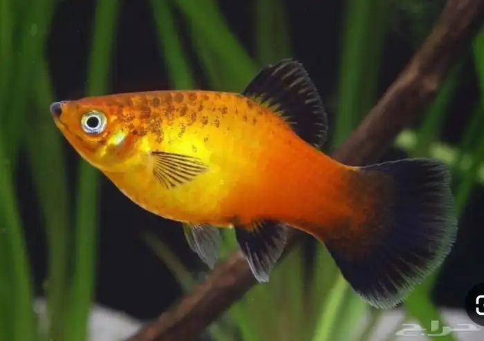 سمك 0
