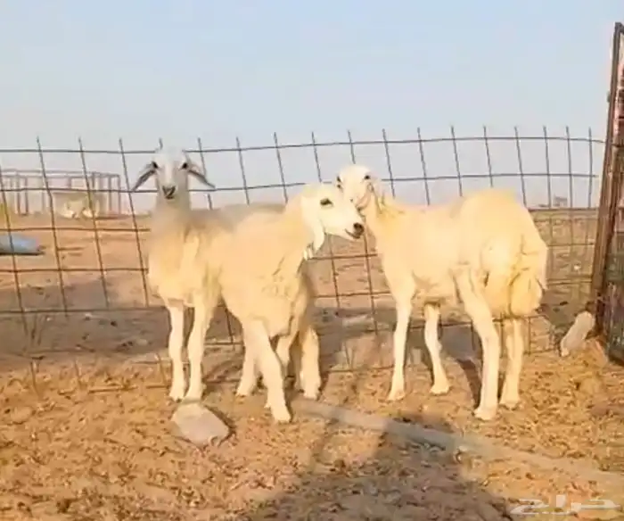 رخال للبيع 0