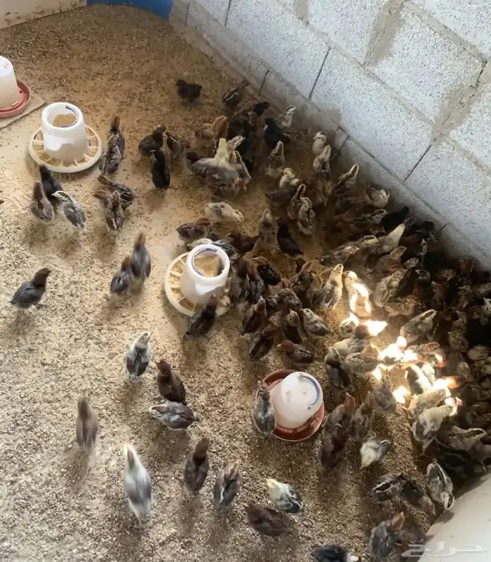 المتخصص لأنتاج صيصان دجاج الفيومي 2