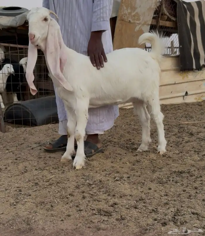 جفره مطوره صنف 0