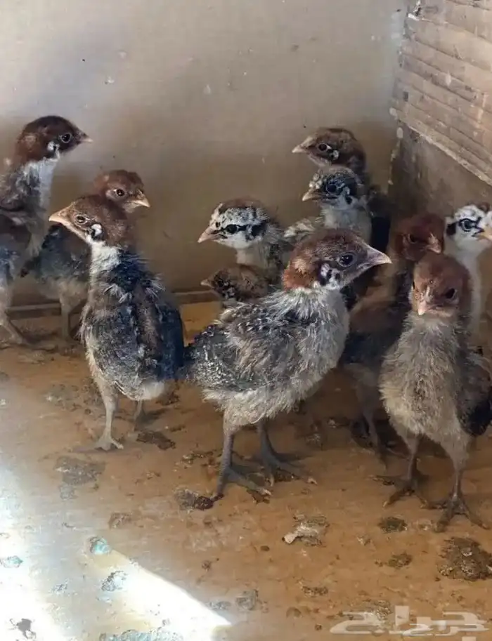 المتخصص لأنتاج صيصان دجاج الفيومي 1