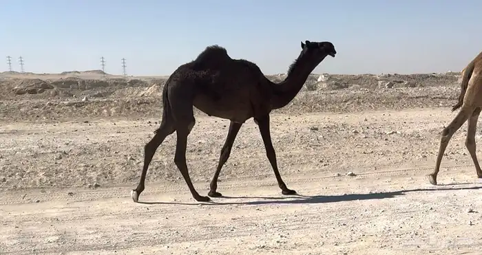 للبيع مفروده طيبه ابيها سويدان الأمير متعب ومها معها ف . 0