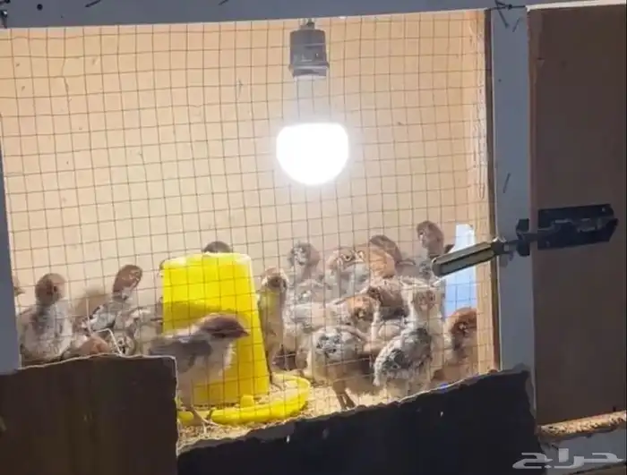 المتخصص لأنتاج صيصان دجاج الفيومي 0