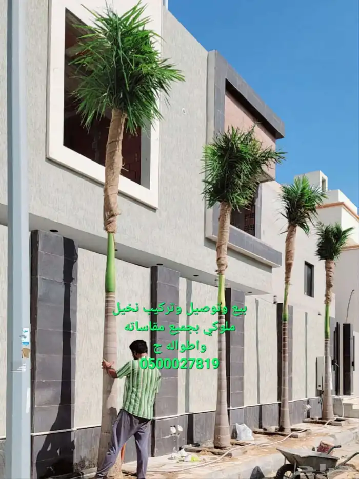 نخل واشنطني نخل ملوكي ثيل طبيعي للبيع 9