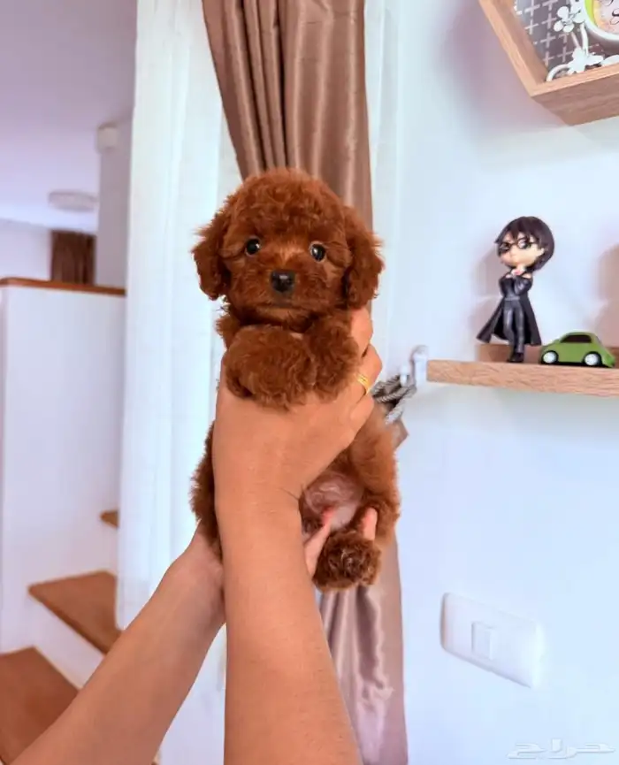 متوفر جراء بودل  mini poodle 2