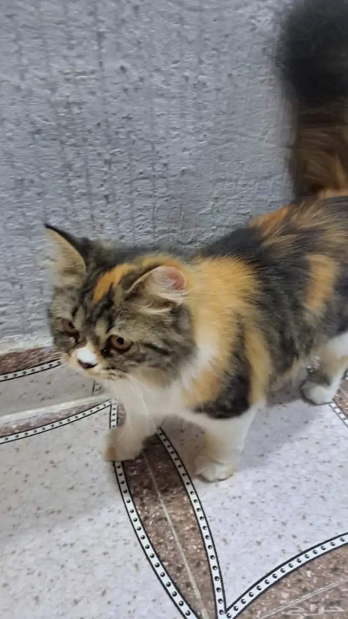 قطتين شيرازيه للتبني 0