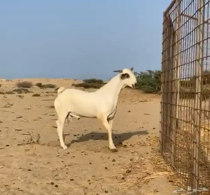 تيس بيشي صنف 1