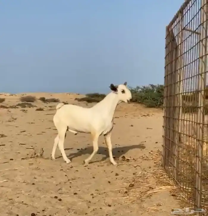 تيس بيشي صنف 0